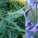 Plancia ëd Delphinium inconspicuum Sergievsk.