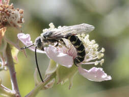 Meria tripunctata (Rossi 1790) resmi