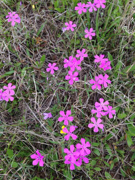 Image of pointed phlox