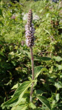 Plancia ëd Pogostemon auricularius (L.) Hassk.