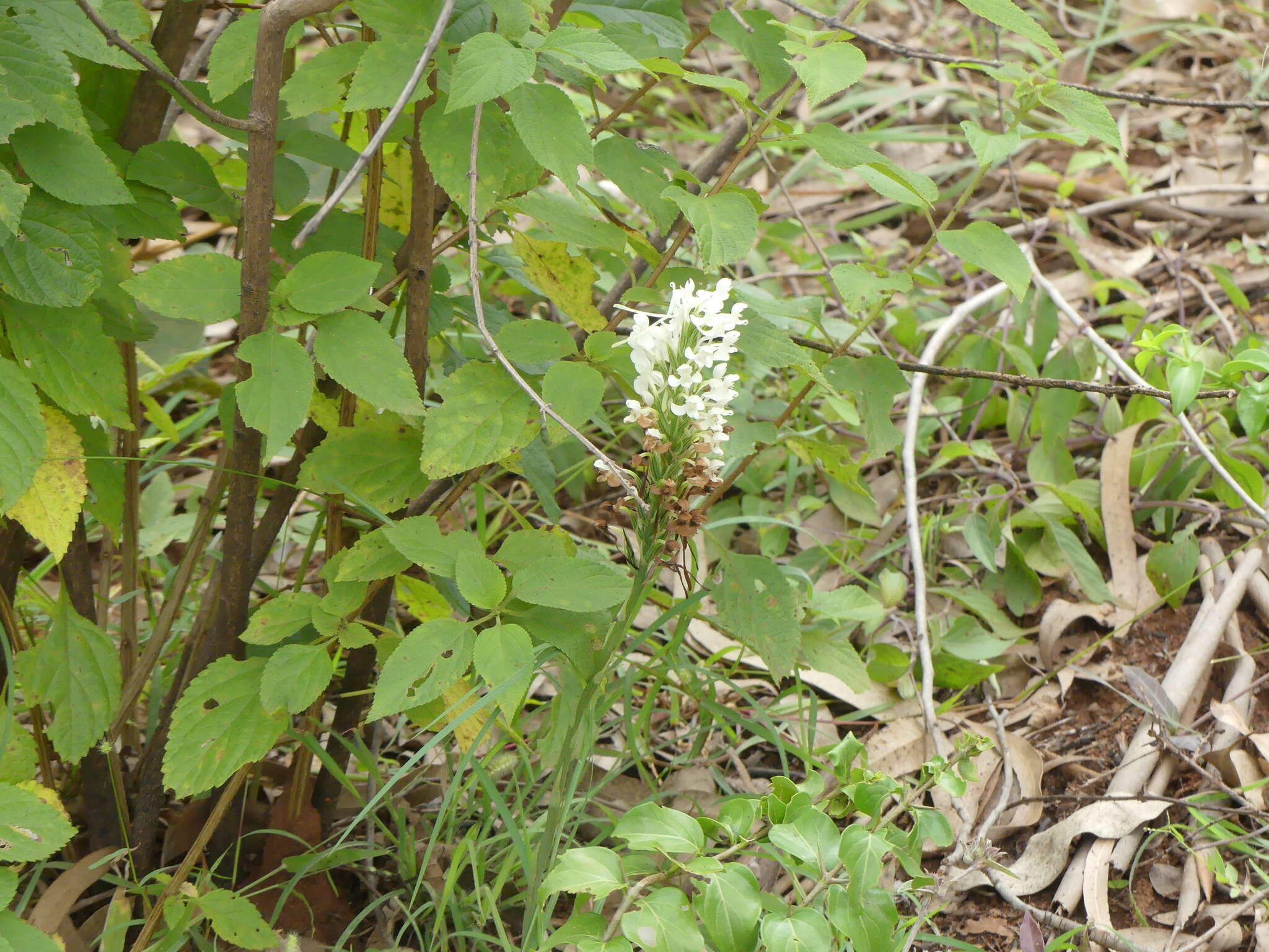 Imagem de Habenaria roxburghii Nicolson