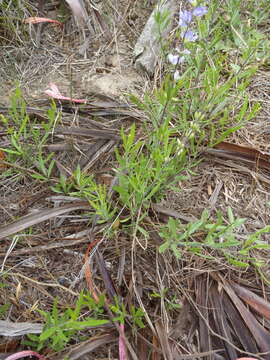 Image of Otholobium racemosum (Thunb.) C. H. Stirt.