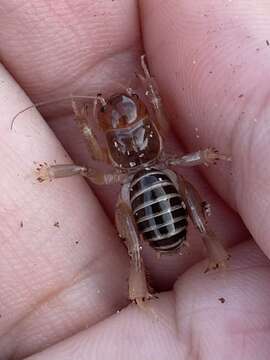 Image de Ammopelmatus muwu Rentz, D. C. F. & Weissman 1981