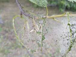 Imagem de Yponomeuta evonymella Linnaeus 1758