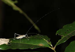 Image of Phricta spinosa Redtenbacher 1892