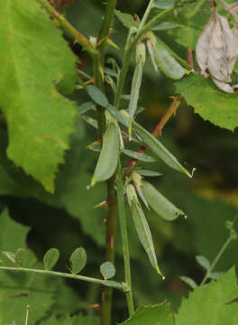 Image of Vicia sericocarpa Fenzl