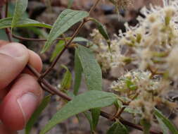 Ophryosporus piquerioides (DC.) Benth. ex Baker resmi