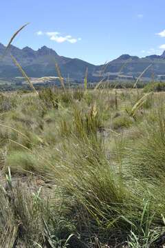 Imagem de Capeochloa cincta (Nees) N. P. Barker & H. P. Linder