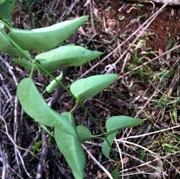 Image of Vincetoxicum ovatum Benth.