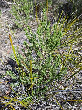 Image of Zieria veronicea (F. Müll.) Benth.