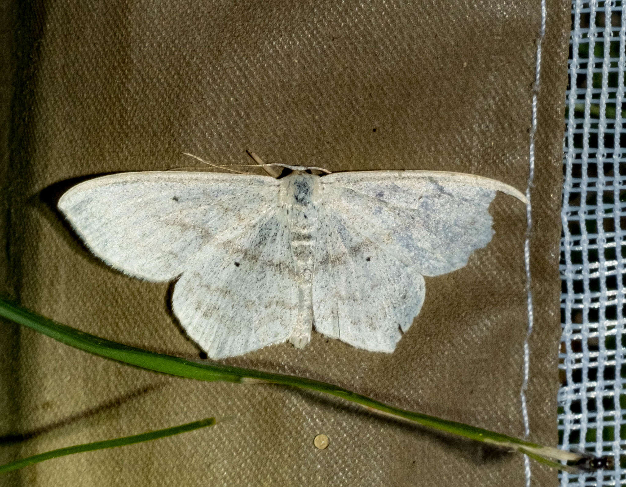 Scopula nigropunctata Hüfnagel 1767的圖片