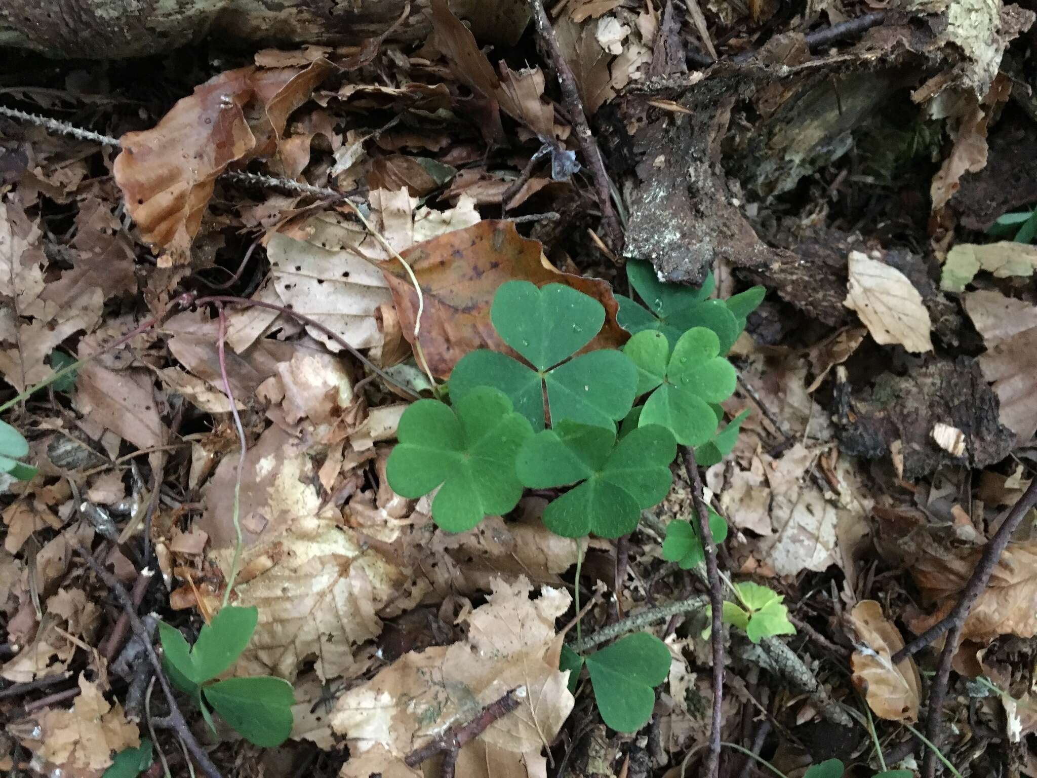 Imagem de Oxalis acetosella L.