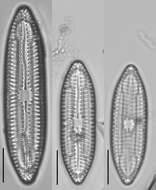 Image of Mastogloia grevillei W. Smith 1856