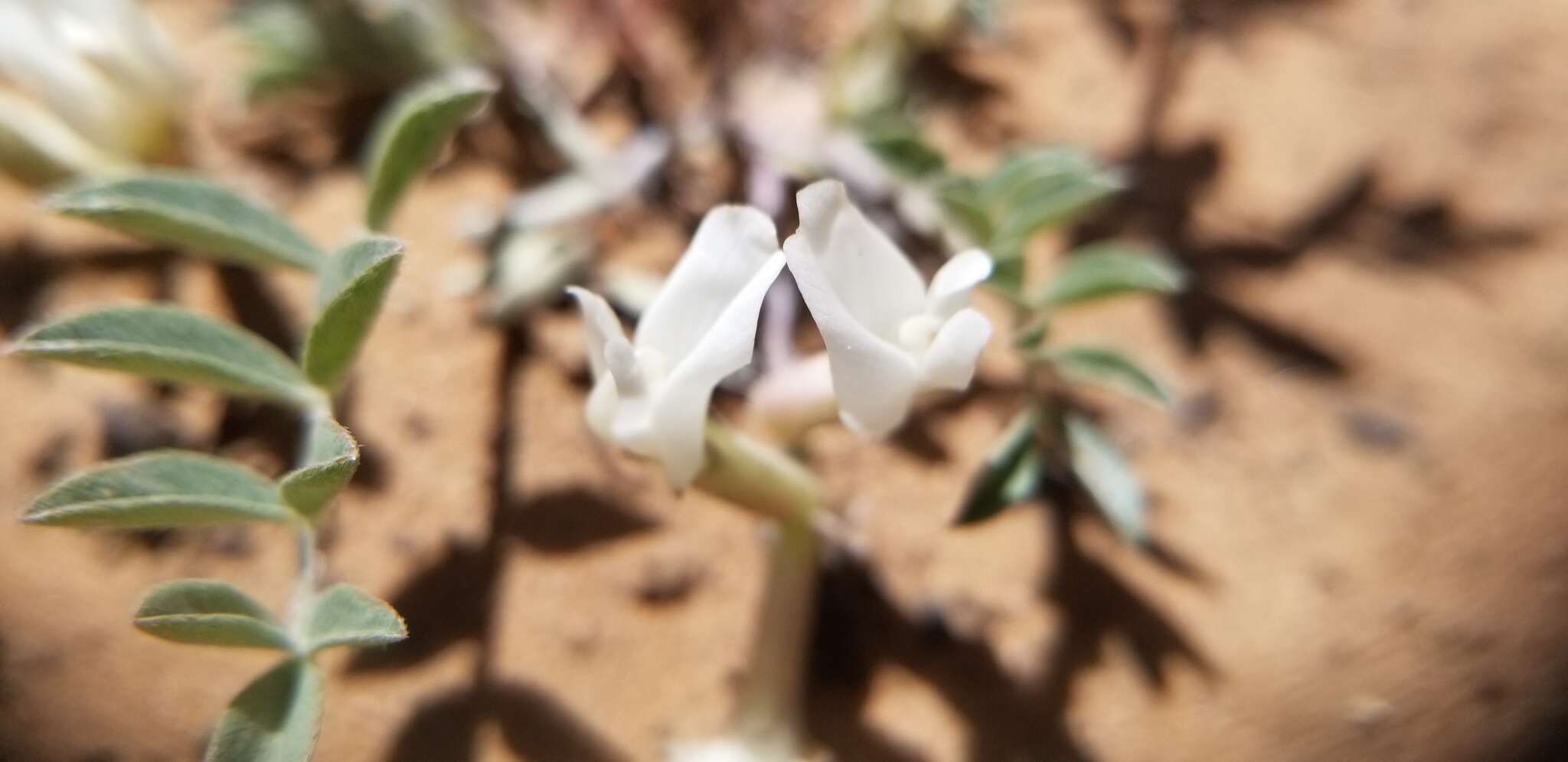 Imagem de Astragalus argophyllus var. panguicensis (M. E. Jones) M. E. Jones