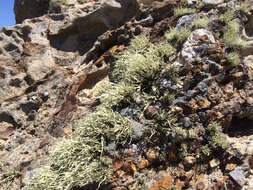 Image of Armored fog lichen