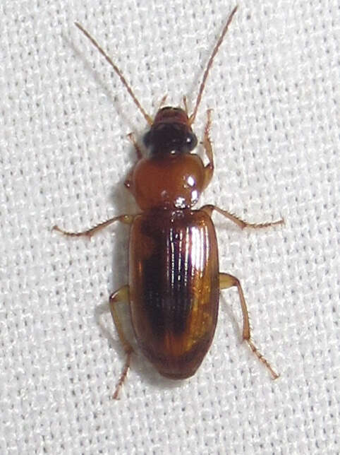 Image of LeConte's Seedcorn Beetle