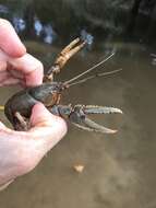 Image of Cambarus striatus Hay 1902