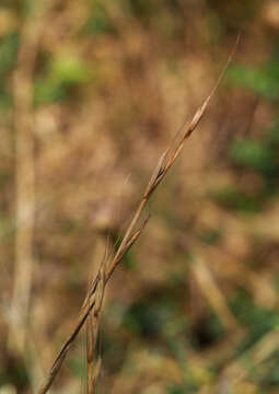 Image of Persian ryegrass