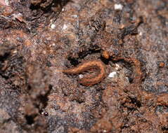 Image of Ooperipatus centunculus Reid 1996