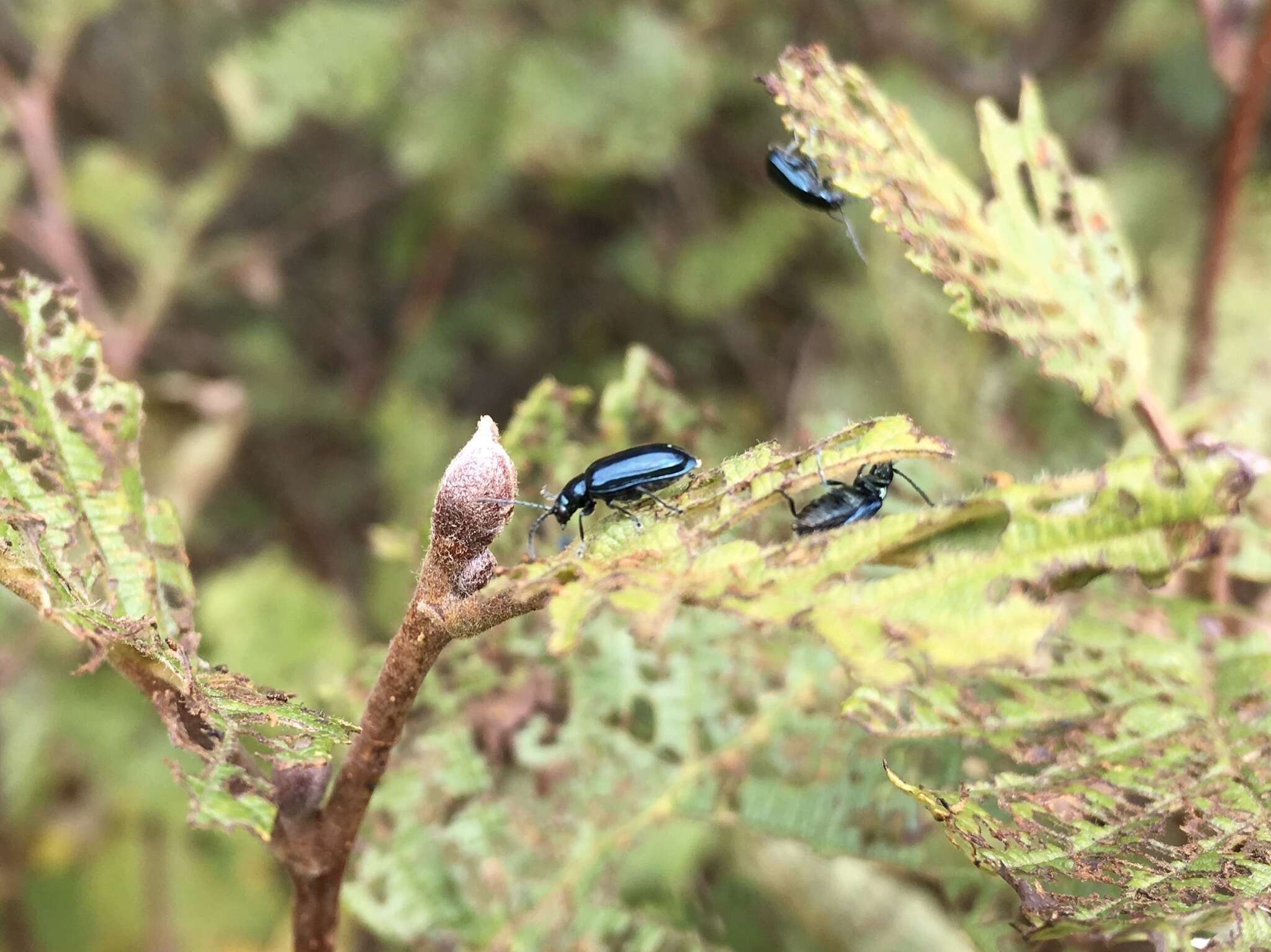 Image of Alder Flea Beetle