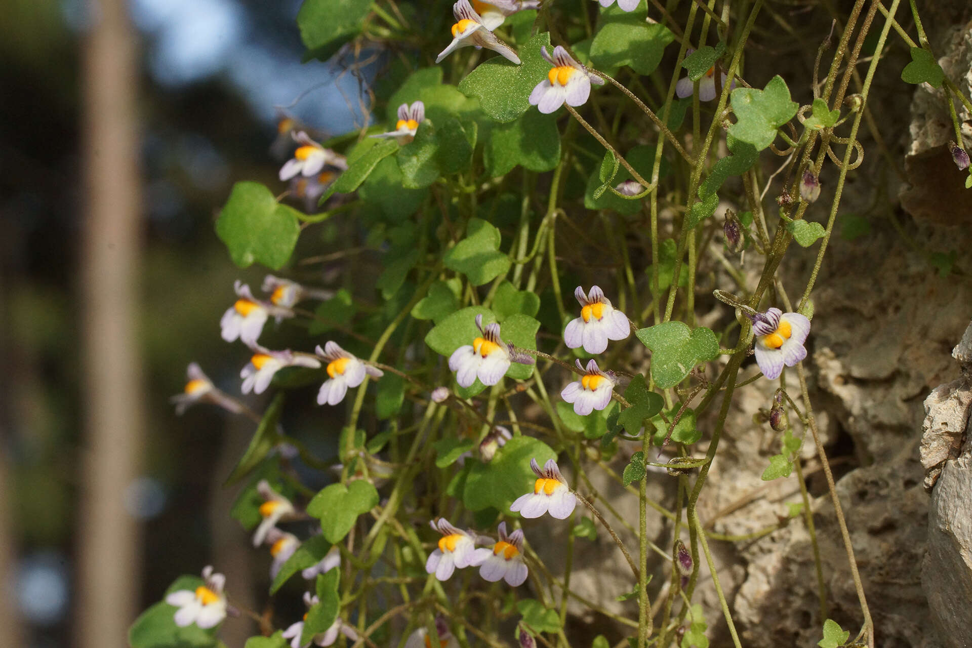 Image of Cymbalaria longipes (Boiss. & Heldr.) A. Cheval.