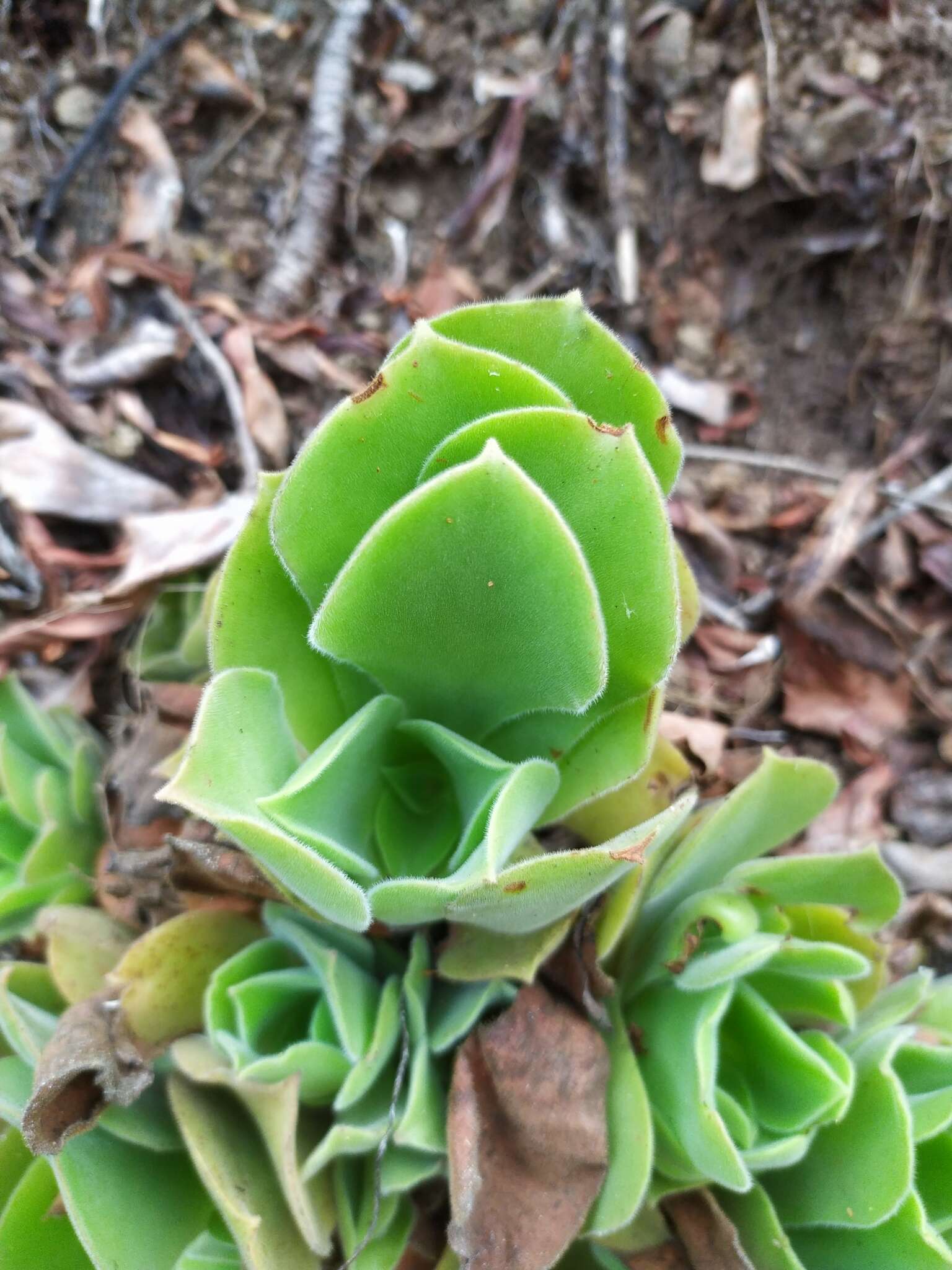 Image of Aeonium canariense subsp. virgineum (Webb) Bañares