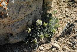 Image of roundspike cryptantha