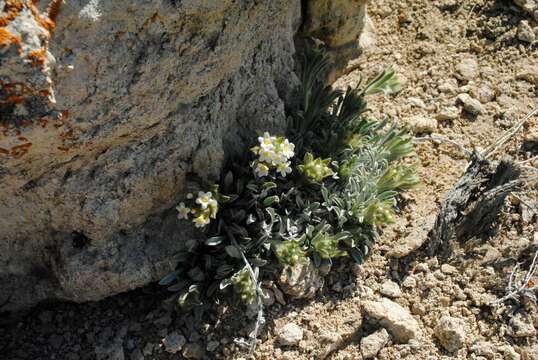 Plancia ëd Oreocarya humilis (A. Gray) Greene