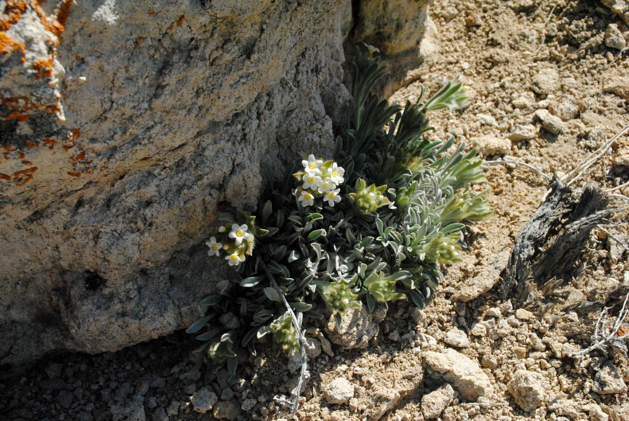 Image of roundspike cryptantha