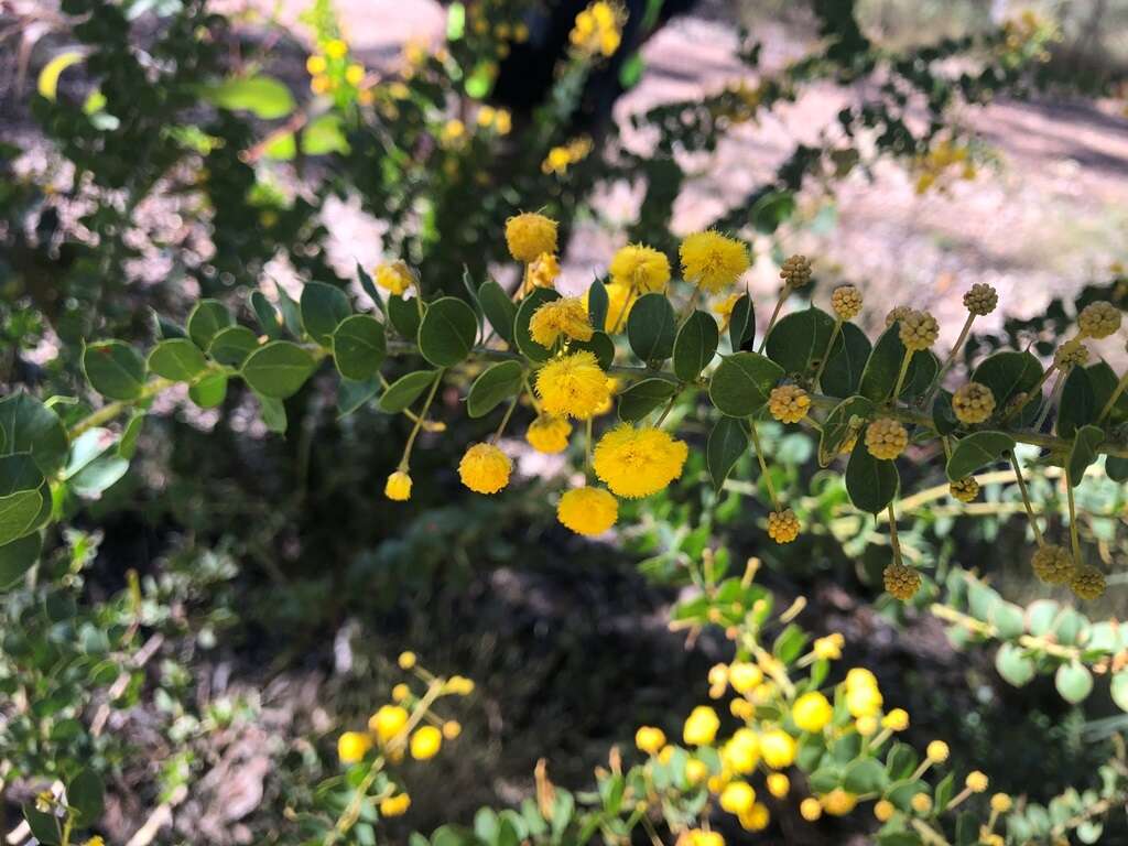 Image of Acacia sertiformis A. Cunn.