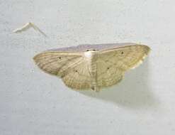 Image of Scopula benitaria Barnes & McDunnough 1913