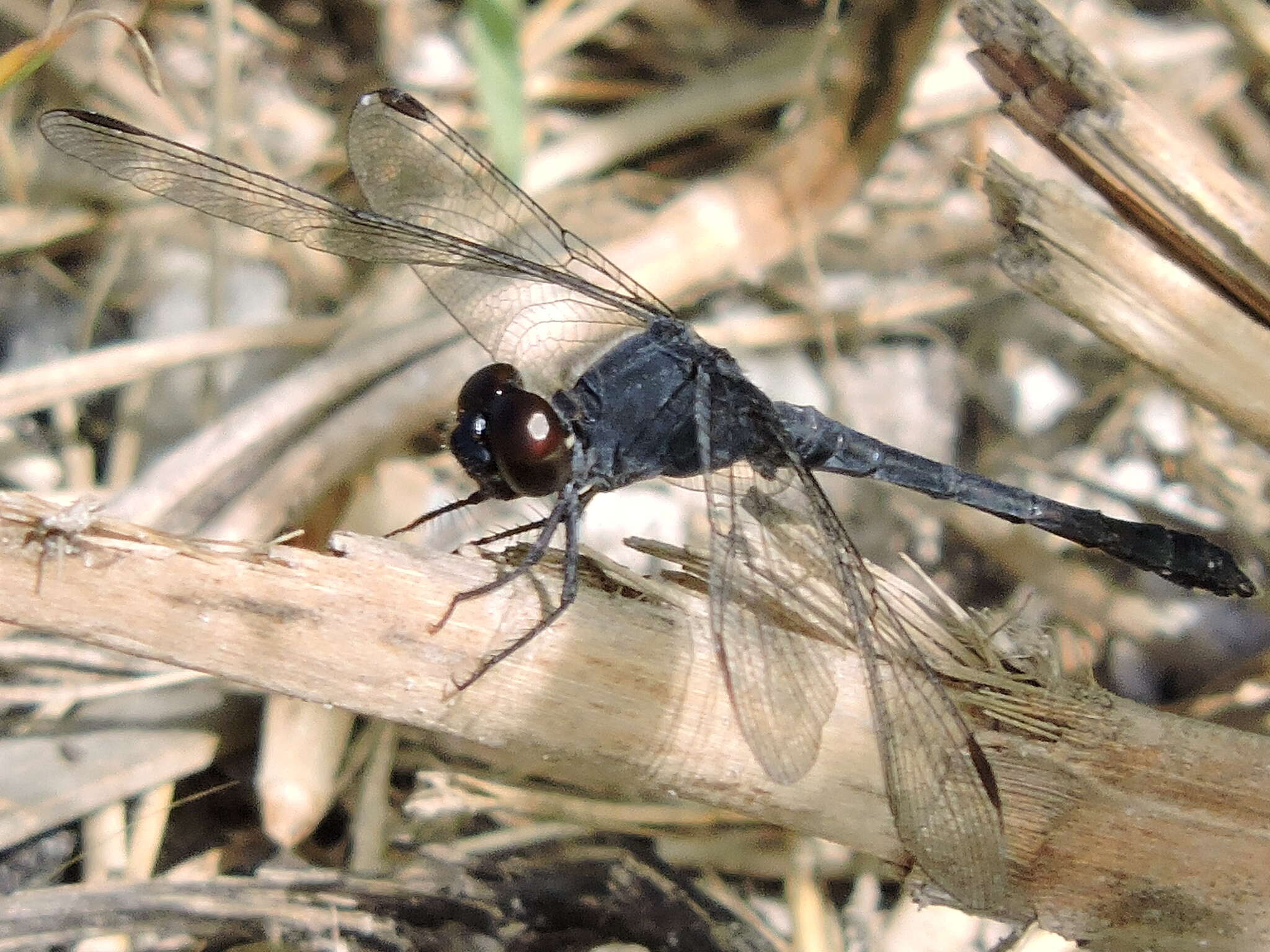 Image of Seaside Dragonlet