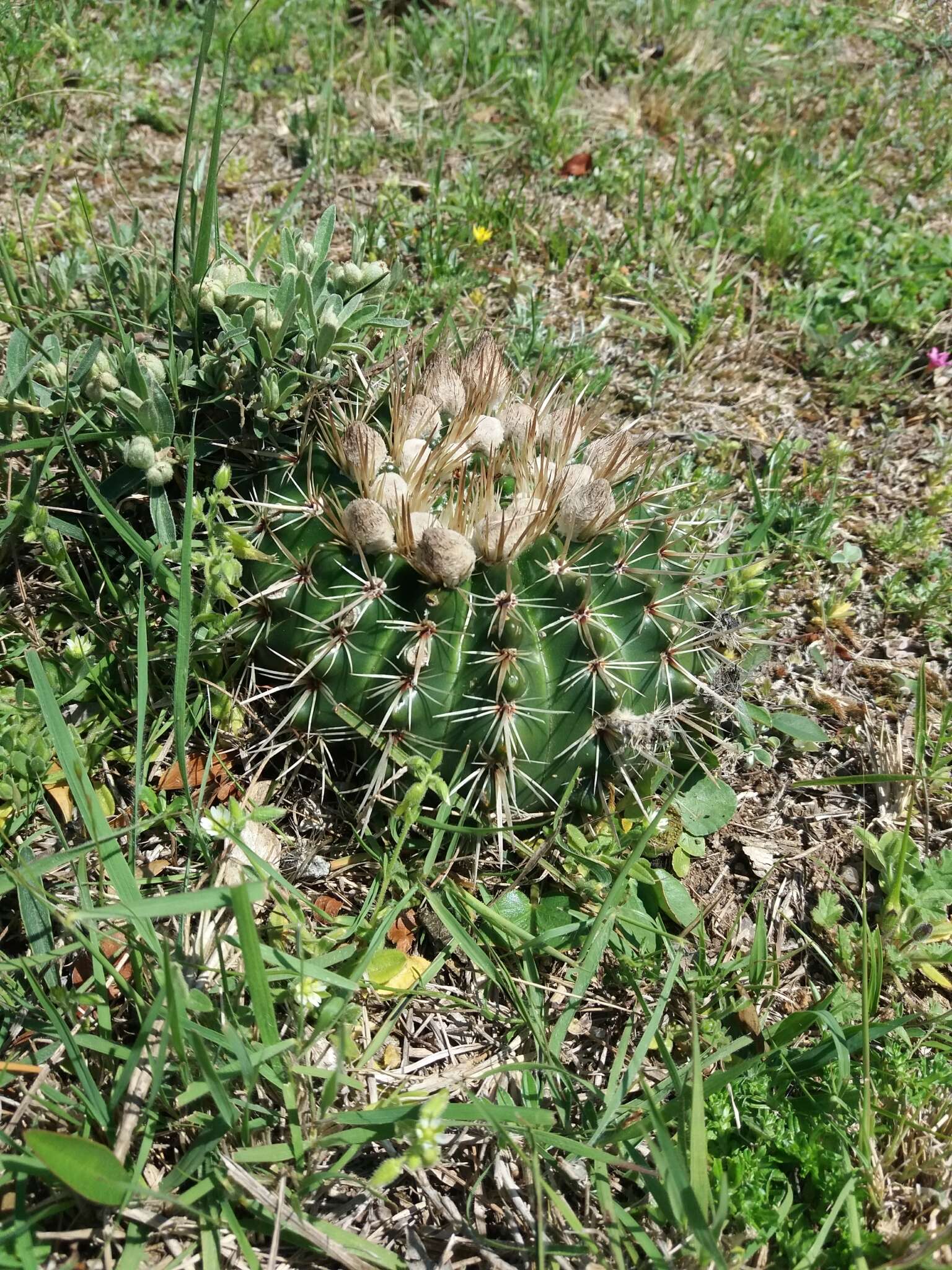 Image de Parodia mammulosa (Lem.) N. P. Taylor