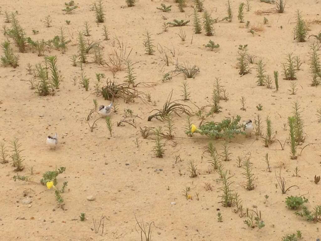 Image of Fairy Tern