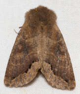 Image of Orthosia garmani Grote 1879