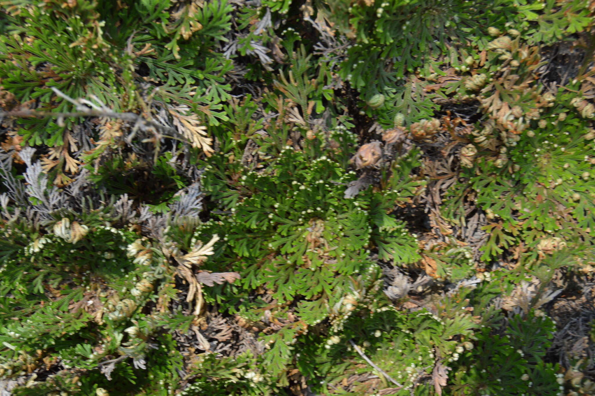 Selaginella lepidophylla (Hook. & Grev.) Spring resmi