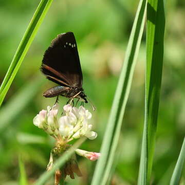 Image of Sootywings