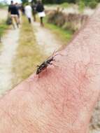 Image of Two-banded longhorn beetle