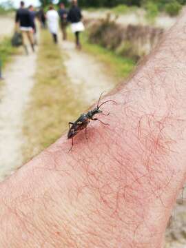 Image of Two-banded longhorn beetle