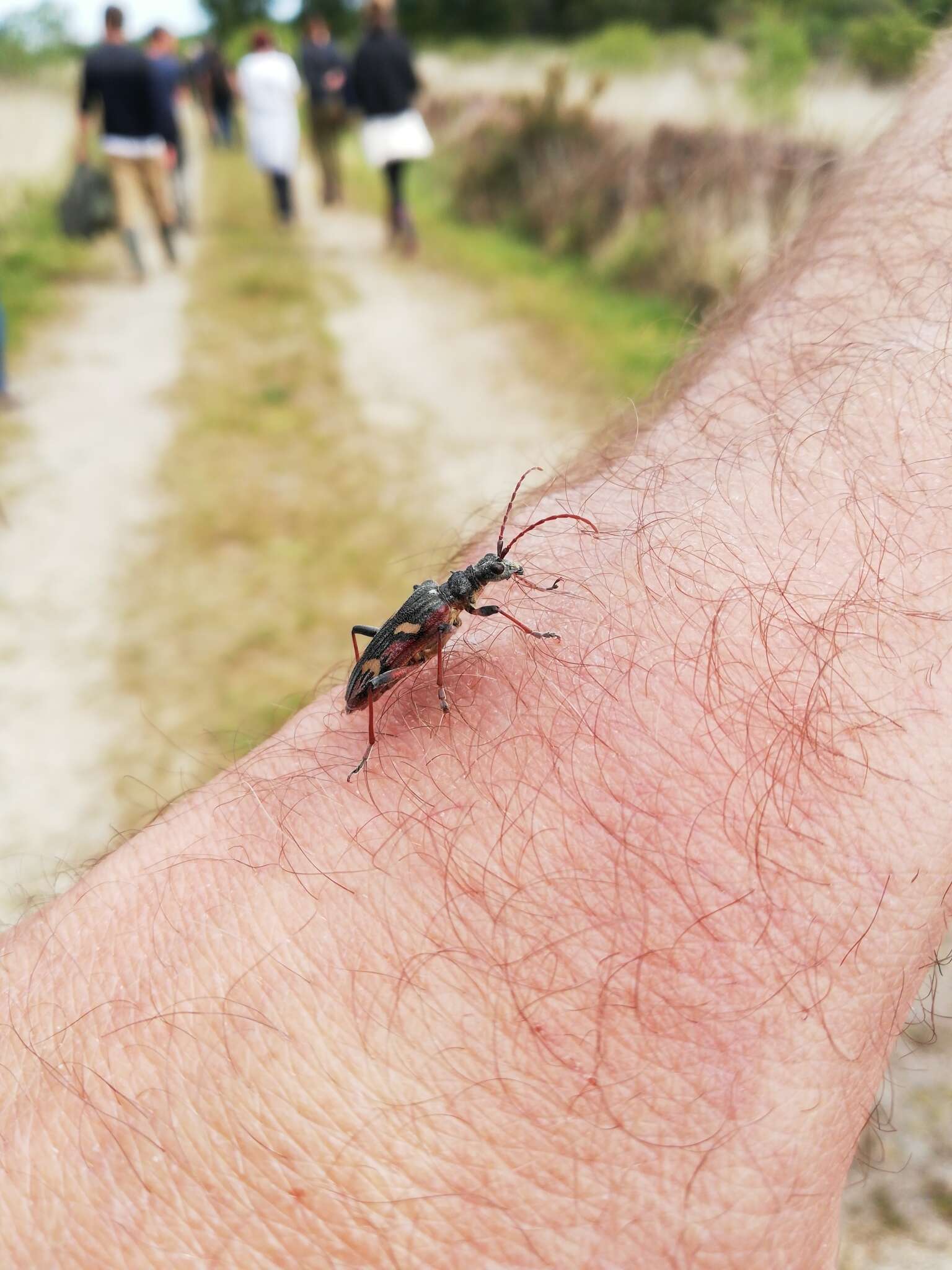 Image of Two-banded longhorn beetle