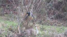 Image of Gold-billed Magpie