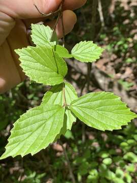 Image of Viburnum rafinesquianum Schult.