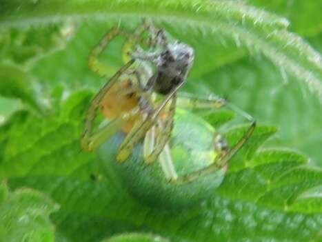 Image of Cucumber green spider