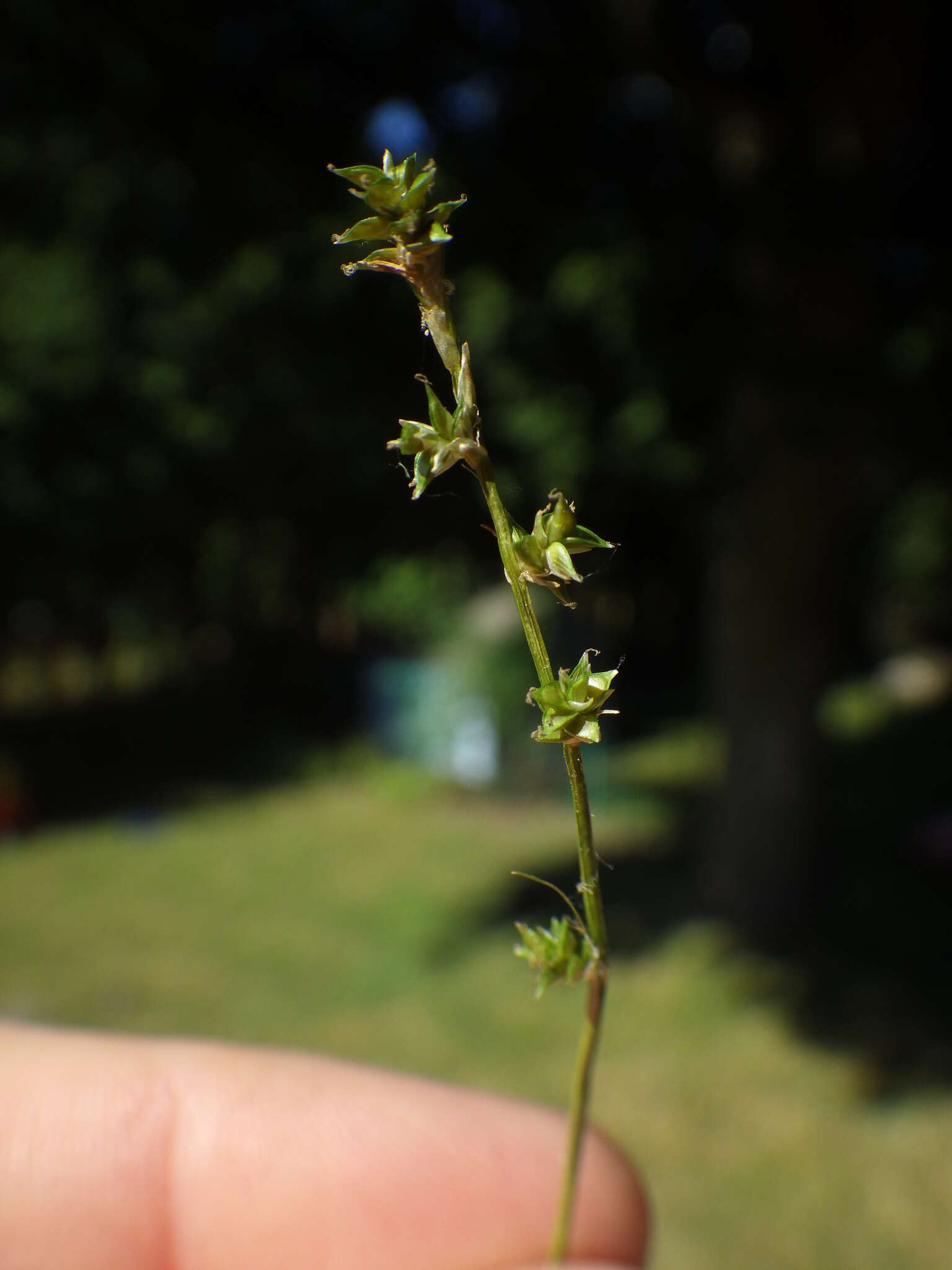 Image of Weak Stellate Sedge