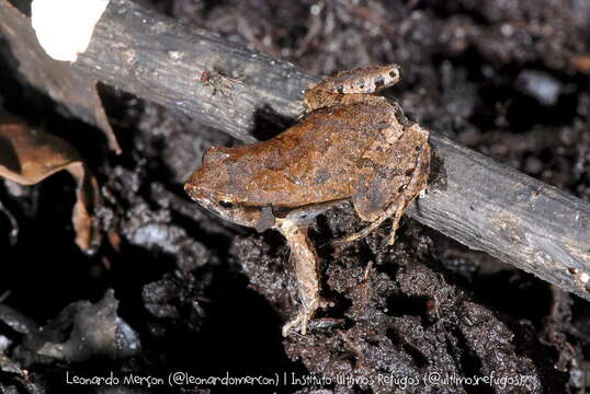 Image of Physalaemus crombiei Heyer & Wolf 1989