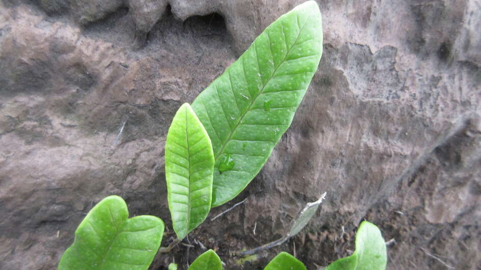 Image of Selliguea feei Bory