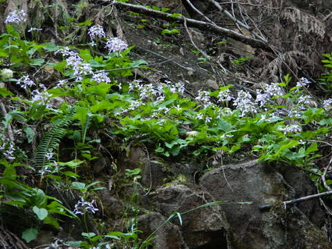 Imagem de Cardamine constancei Detling