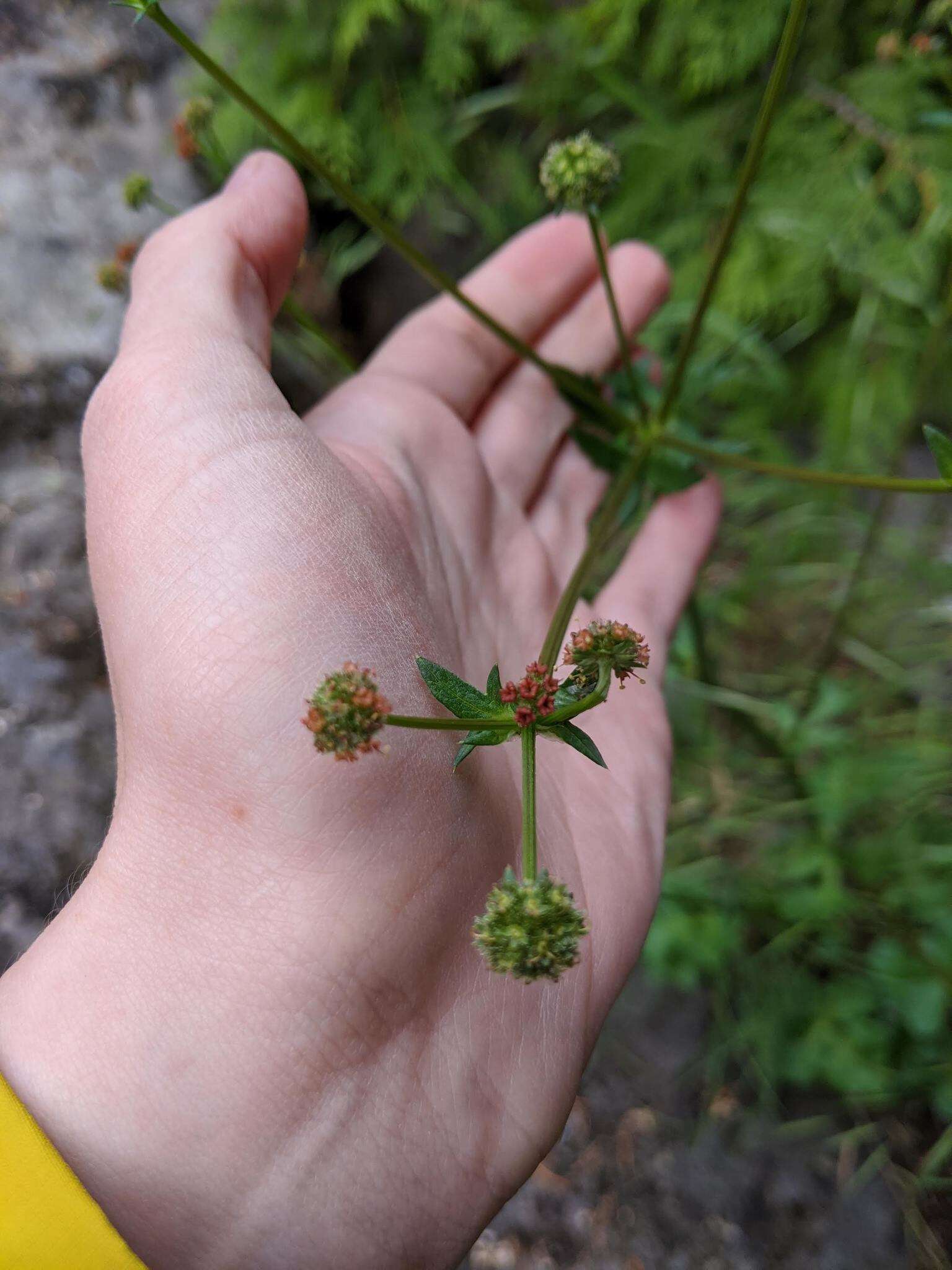 Image of Pacific blacksnakeroot