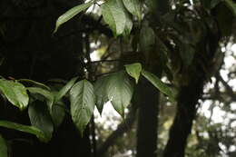 Image of Quercus lamellosa Sm.