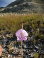 Image de Gladiolus bullatus Thunb. ex G. J. Lewis